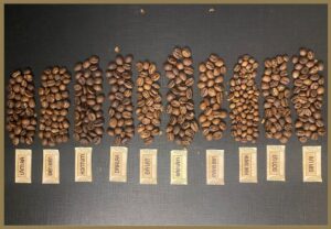 Các giống cà phê đặc trưng cho từng vùng miền Việt Nam